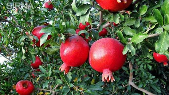 Pomegranate Yield to Hit 900k Tons This Year